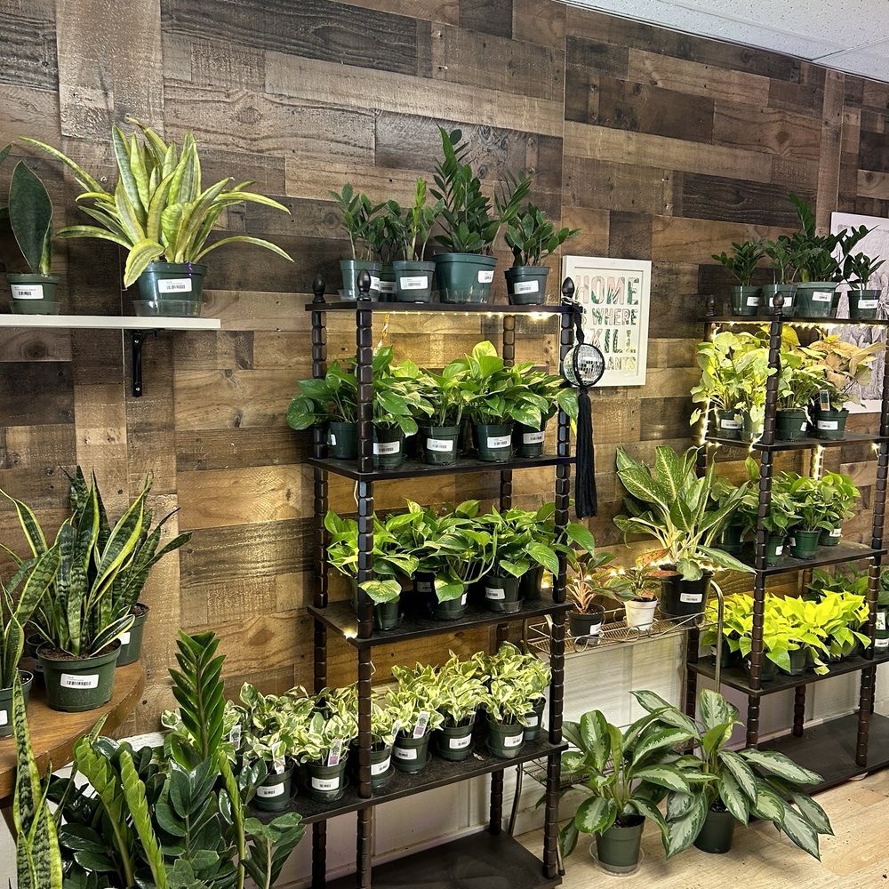 Stem And Roots - Plant selection - Home Decor Near Me - Fort Collins, Colorado Stem And Roots - Plant selection - Home Decor Near Me - Fort Collins, Colorado