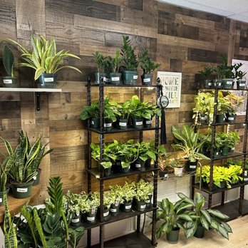 Stem And Roots - Plant selection - Home Decor Near Me - Fort Collins, Colorado