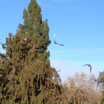 East Lawn - Dove Release by Whitebird Dove Releases - Mortuary Services Near Me - Sacramento, California East Lawn - Dove Release by Whitebird Dove Releases - Mortuary Services Near Me - Sacramento, California