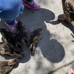 Zootah At Willow Park - Baby ducks
