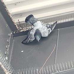 RTC 4th Street Bus Station - 4/8/24 As the bird hangs. PSA DEATH BREEDS DISEASE THANK GOODNESS ITS COLD NOT TO MENTION BIRDS MATE 4 LIFE