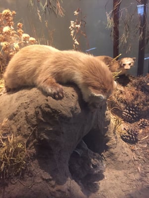 Museo Nacional de Ciencias Naturales by null