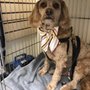 Photo of Pet Pals Grooming Center