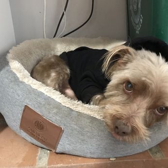 Doggie Dos  - So cute I can see his face now! - Pet Groomers Near Me - La Mesa, California