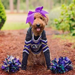 Knudawn Southern Goldendoodles & K9 Training