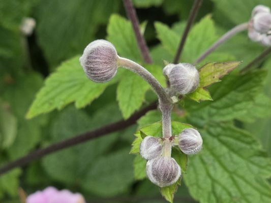 Royal Botanic Garden Edinburgh by null