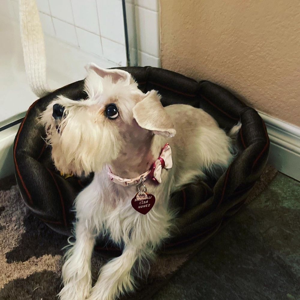PetSmart - Elsa loves her mini schnauzer cuts! - Pet Stores Near Me - Henderson, Nevada PetSmart - Elsa loves her mini schnauzer cuts! - Pet Stores Near Me - Henderson, Nevada