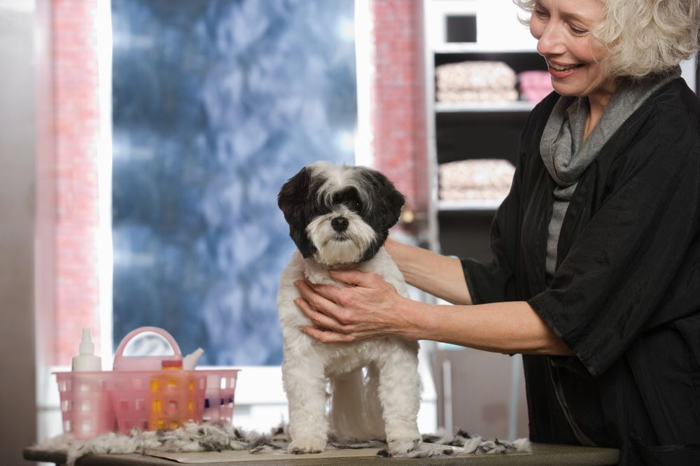 PREMIER MOBILE DOG GROOMING JACKSONVILLE Updated August 2024