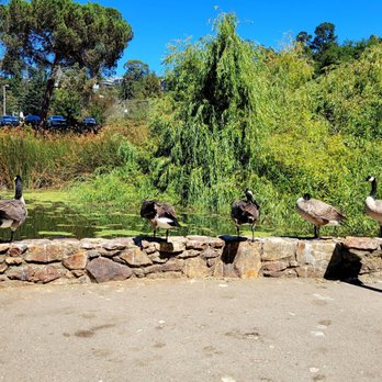 Montclair Recreation Center - Canadian geese like to hang out at Montclair Park - Recreation Centers Near Me - Oakland, California Montclair Recreation Center - Canadian geese like to hang out at Montclair Park - Recreation Centers Near Me - Oakland, California