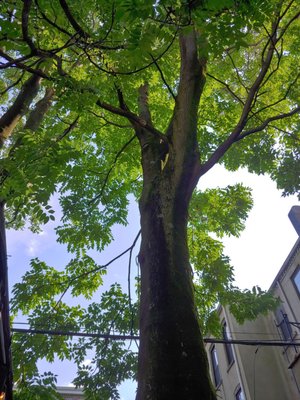 ZOMBIE HUT - 340 Photos & 531 Reviews - 273 Smith St, Brooklyn, NY - Yelp