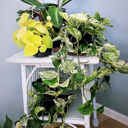 Leaves Me Love - Indoor plants for sale