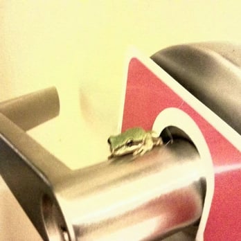 Carmel River Inn - lots of tiny frogs visit us each time - Hotels Near Me - Carmel, California