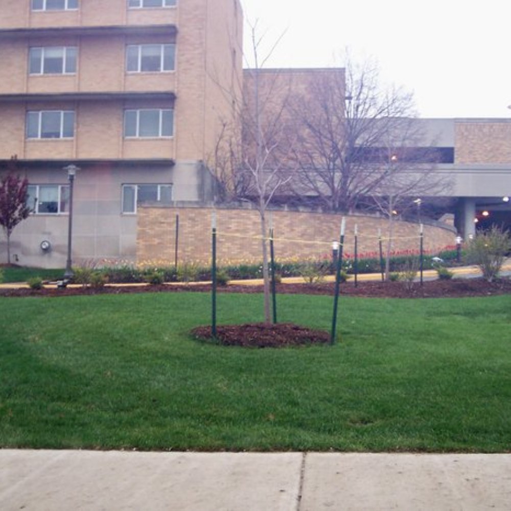 University Hospital - Tulips along the drive to the parking garage - Hospitals Near Me - Columbia, Missouri University Hospital - Tulips along the drive to the parking garage - Hospitals Near Me - Columbia, Missouri