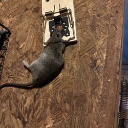 Kingsman Pest Exterminators - That's a pretty big rat.  Rats bring lots of other disease with them. They must be removed