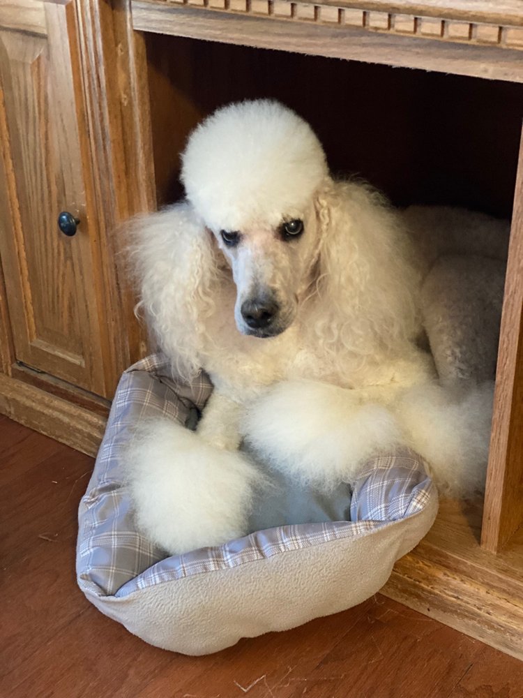 PAULA’S PAWS PET GROOMING 6516 Tilden Ct, Amarillo, Texas Pet