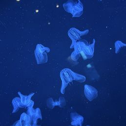 Jelly fish in the Aquarium Jelly fish in the Aquarium