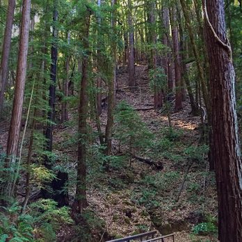 Huddart County Park - Parks Near Me - Woodside, California