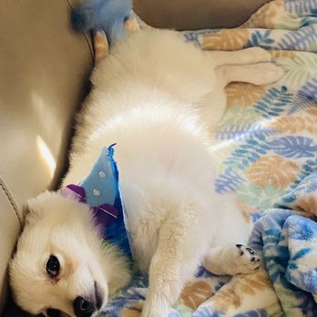 Dog Beauty Salon - His bow tie is the cutest! - Pet Groomers Near Me Dog Beauty Salon - His bow tie is the cutest! - Pet Groomers Near Me