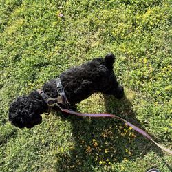 I-95 SB Service Plaza - My dog enjoying the grassy area