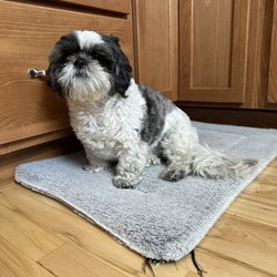 Central Pup Mobile Grooming - Before
