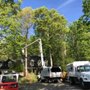 Photo of D&A Tree Surgeons
