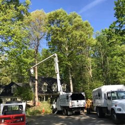 D&A Tree Surgeons