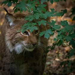 Legendia Parc - lynx