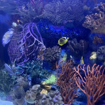 Downtown Aquarium - Seafood Near Me - Houston, Texas Downtown Aquarium - Seafood Near Me - Houston, Texas