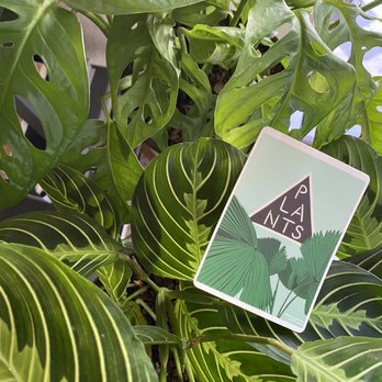 Frond Plant Shop - Nurseries & Gardening Near Me - Austin, Texas