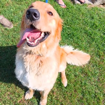 V.I.Paws Spa - Pet Groomers Near Me - Greeneville, Tennessee V.I.Paws Spa - Pet Groomers Near Me - Greeneville, Tennessee