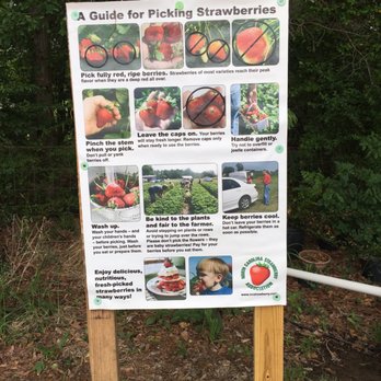 The Ivy Place- Berry Farm - Guide - Pick Your Own Farms Near Me - Lancaster, South Carolina The Ivy Place- Berry Farm - Guide - Pick Your Own Farms Near Me - Lancaster, South Carolina