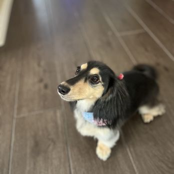 Clip-N-Tails - First grooming other than myself doing it. - Pet Groomers Near Me - North Las Vegas, Nevada Clip-N-Tails - First grooming other than myself doing it. - Pet Groomers Near Me - North Las Vegas, Nevada