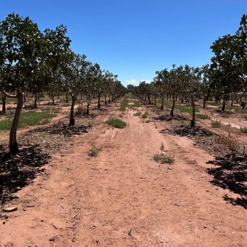 PistachioLand - Attraction Farms Near Me - Alamogordo, New Mexico PistachioLand - Attraction Farms Near Me - Alamogordo, New Mexico