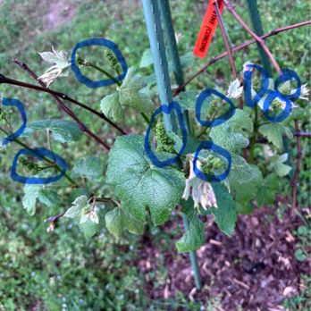 TN Nursery - The beginning of the grapes - Nurseries & Gardening Near Me - Altamont, Tennessee
