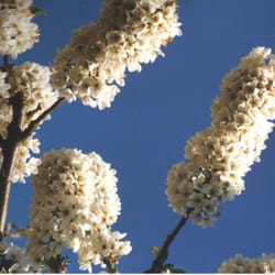 Blumen Möbius