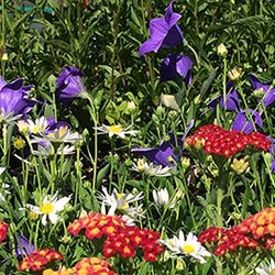 Putnam Hill Nursery