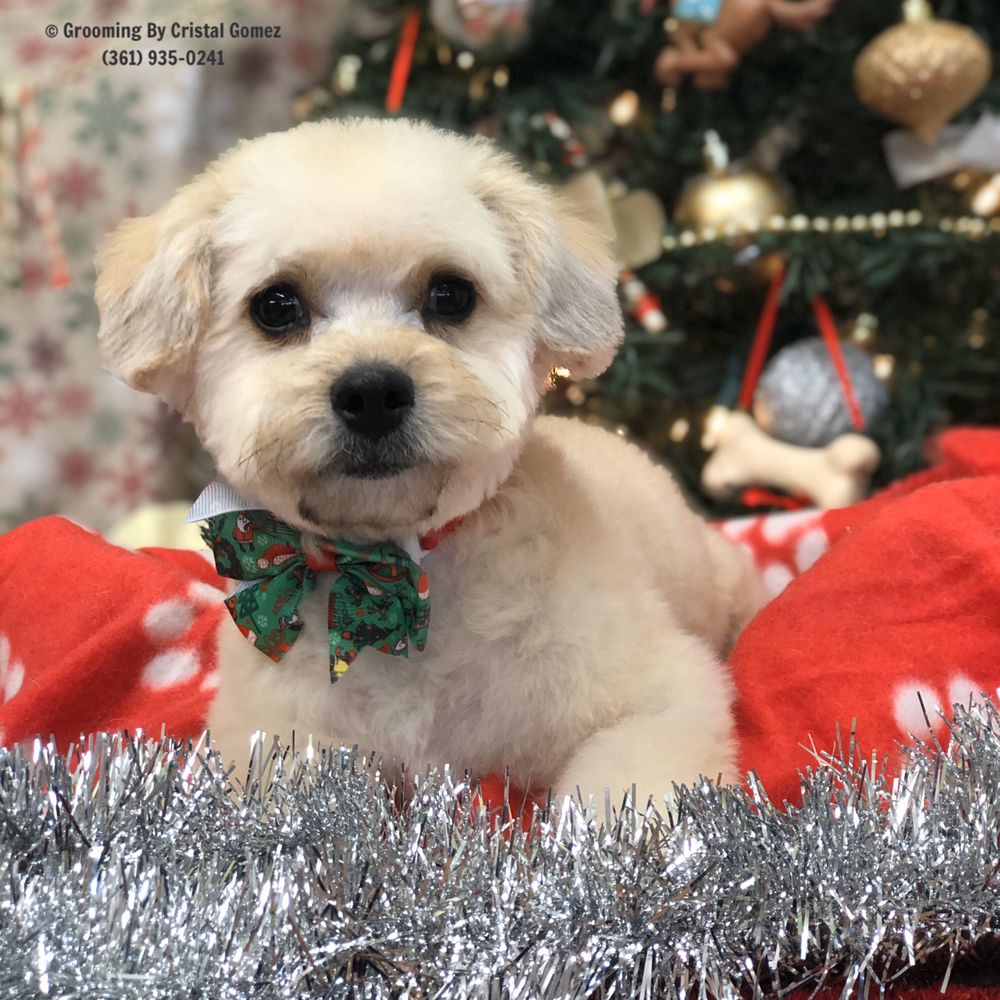 GROOMING BY CRISTAL PARKINSON Pet Groomers 1402 E Mesquite Ln