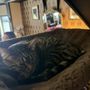 Lazy Cat Lounge