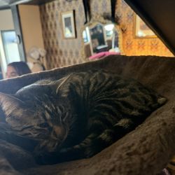 Lazy Cat Lounge