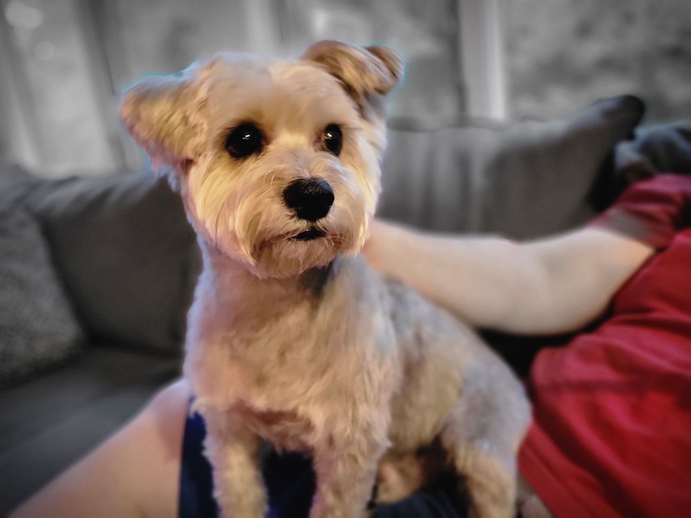 ALL PAWS GROOMING Updated August 2024 24 Photos & 21 Reviews 690