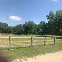 Horses on the plantation. Horses on the plantation.