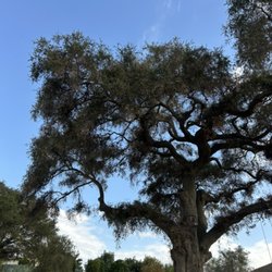 Garcia’s Tree Service & Landscaping