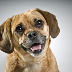 OC Pet Spa - Dog Grooming
