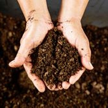 Crowley Tree Experts - Tree Services Near Me - Wauconda, Illinois Crowley Tree Experts - Tree Services Near Me - Wauconda, Illinois