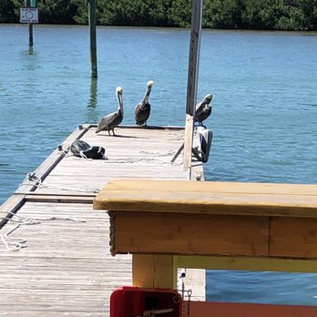 Stock Rock Cafe - Local wildlife on the pier. - Seafood Near Me - Stock Island, Florida