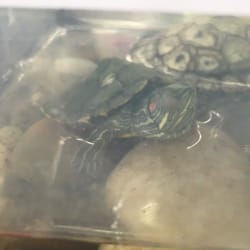 98 Bargain Center And Up - Dont buy anything here they sell sick turtles that have infeccion