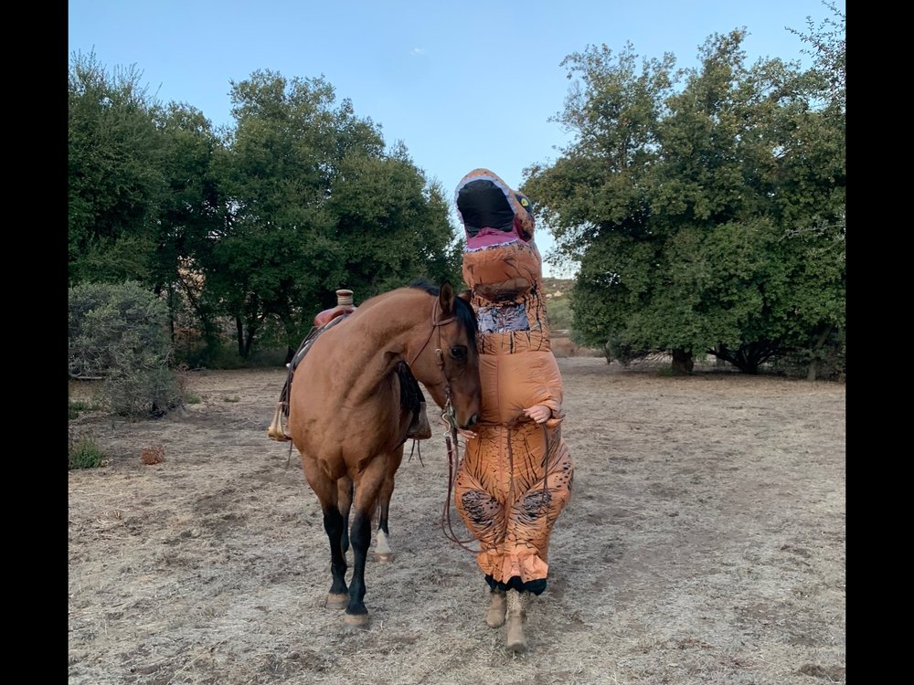 JERVISS QUARTER HORSES 119 Rockaway Rd, Oak View, CA Yelp