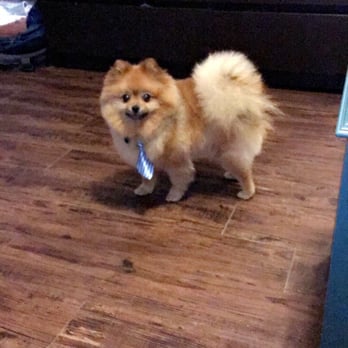 Austin Pet Stylist - Finished product! How cute! - Pet Groomers Near Me - Austin, Texas Austin Pet Stylist - Finished product! How cute! - Pet Groomers Near Me - Austin, Texas