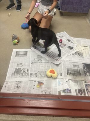 SPCA of Wake County by null