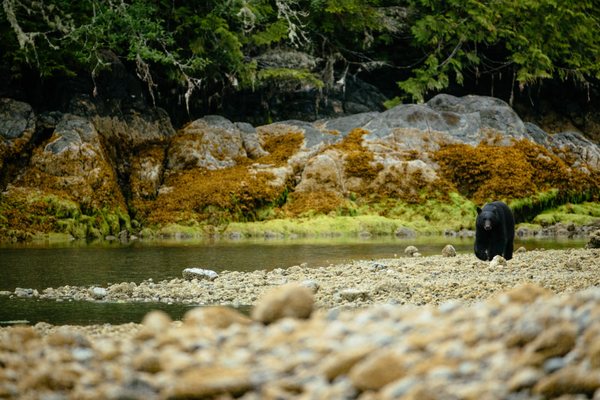 Tofino Resort + Marina by null
